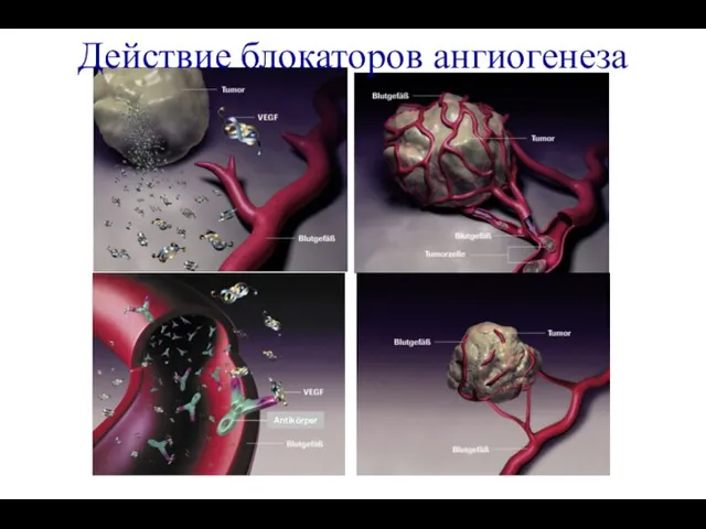 Действие блокаторов ангиогенеза