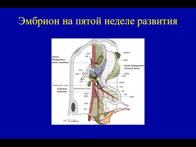 Эмбрион на пятой неделе развития