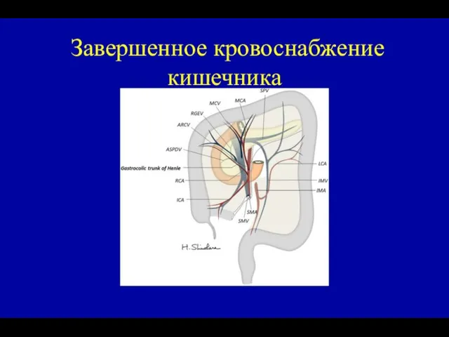 Завершенное кровоснабжение кишечника