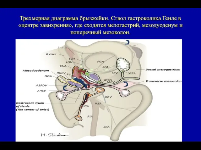 Трехмерная диаграмма брызжейки. Ствол гастроколика Генле в «центре завихрения», где сходятся мезогастрий,