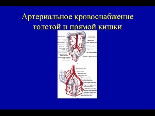 Артериальное кровоснабжение толстой и прямой кишки