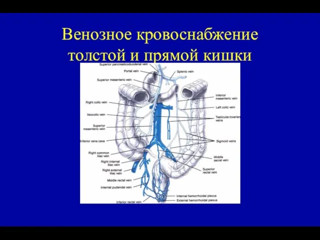 Венозное кровоснабжение толстой и прямой кишки