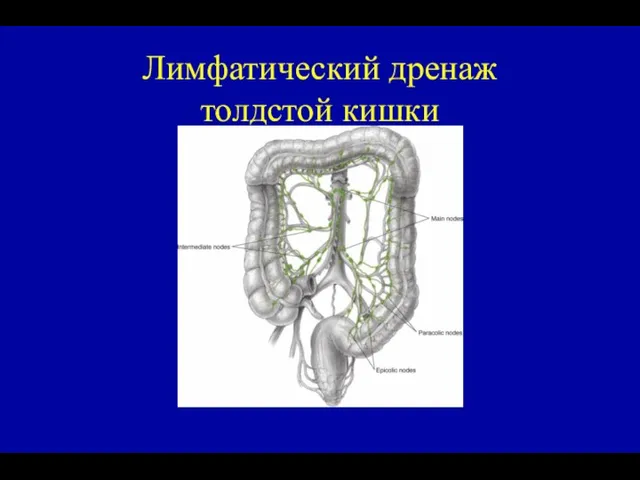 Лимфатический дренаж толдстой кишки