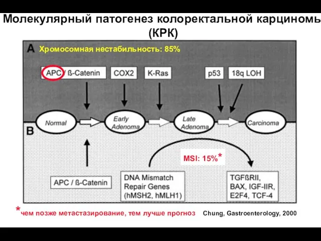 Chung, Gastroenterology, 2000 Молекулярный патогенез колоректальной карциномы (КРК) Хромосомная нестабильность: 85% *чем