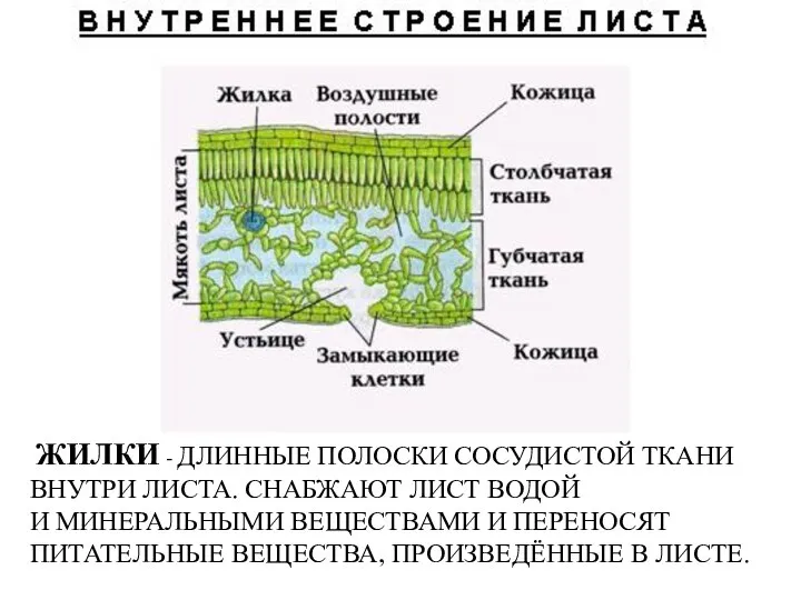 ЖИЛКИ - ДЛИННЫЕ ПОЛОСКИ СОСУДИСТОЙ ТКАНИ ВНУТРИ ЛИСТА. СНАБЖАЮТ ЛИСТ ВОДОЙ И