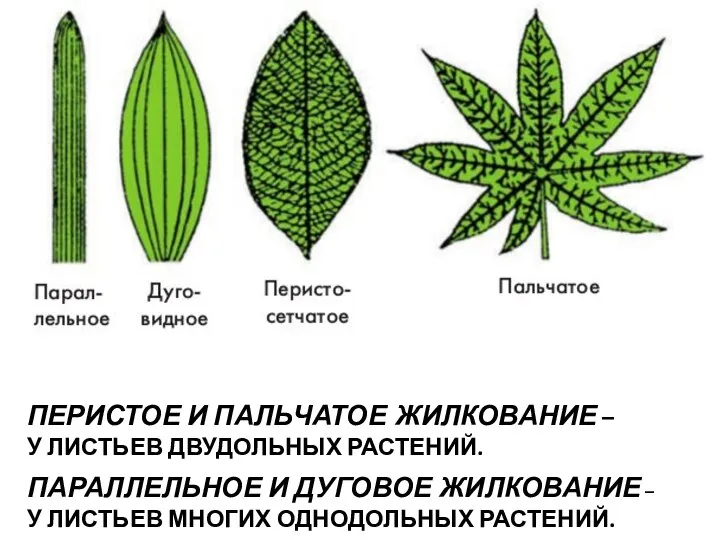 ПЕРИСТОЕ И ПАЛЬЧАТОЕ ЖИЛКОВАНИЕ – У ЛИСТЬЕВ ДВУДОЛЬНЫХ РАСТЕНИЙ. ПАРАЛЛЕЛЬНОЕ И ДУГОВОЕ