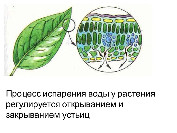 Процесс испарения воды у растения регулируется открыванием и закрыванием устьиц