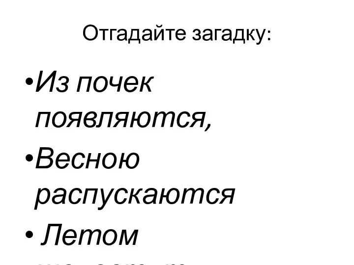 Отгадайте загадку: Из почек появляются, Весною распускаются Летом шелестят Осенью летят?