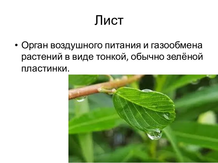Лист Орган воздушного питания и газообмена растений в виде тонкой, обычно зелёной пластинки.