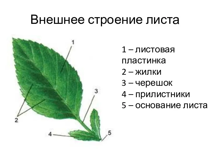 Внешнее строение листа 1 – листовая пластинка 2 – жилки 3 –