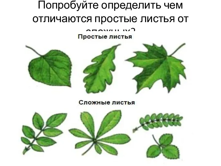 Попробуйте определить чем отличаются простые листья от сложных?