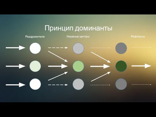 Принцип доминанты Раздражители Нервные центры Рефлексы