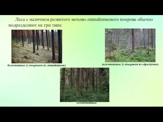 Леса с наличием развитого мохово-лишайникового покрова обычно подразделяют на три типа: зеленомошные