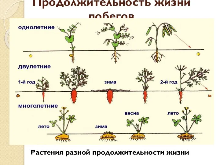 Продолжительность жизни побегов Растения разной продолжительности жизни
