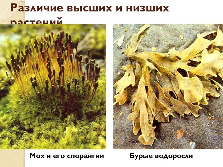 Различие высших и низших растений Мох и его спорангии Бурые водоросли