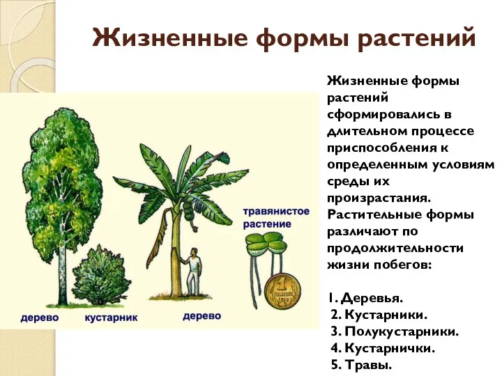 Жизненные формы растений Жизненные формы растений сформировались в длительном процессе приспособления к