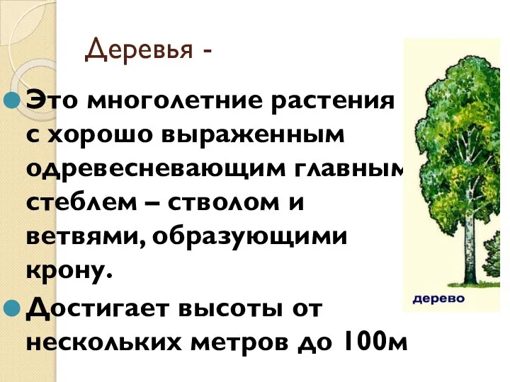 Деревья - Это многолетние растения с хорошо выраженным одревесневающим главным стеблем –