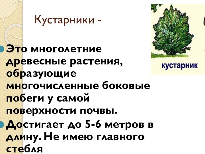 Кустарники - Это многолетние древесные растения, образующие многочисленные боковые побеги у самой