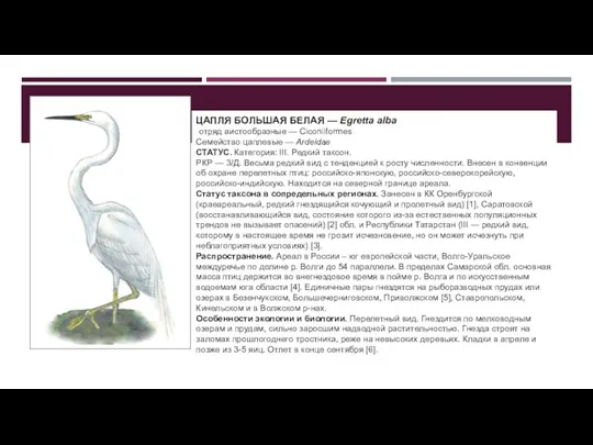 м ЦАПЛЯ БОЛЬШАЯ БЕЛАЯ — Egretta alba отряд аистообразные — Ciconiiformes Семейство