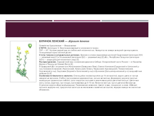БУРАЧОК ЛЕНСКИЙ — Alyssum lenense Семейство Брассиковые — Brassicaceae СТАТУС. Категория: V.