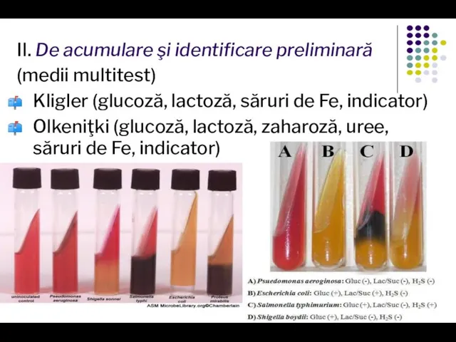 II. De acumulare şi identificare preliminară (medii multitest) Kligler (glucoză, lactoză, săruri