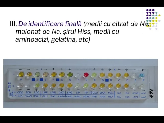 III. De identificare finală (medii cu citrat de Na, malonat de Na,