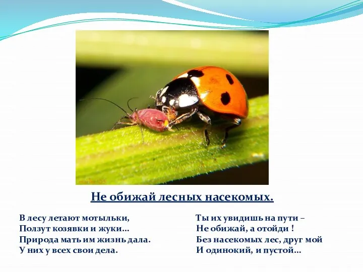 Не обижай лесных насекомых. В лесу летают мотыльки, Ползут козявки и жуки…