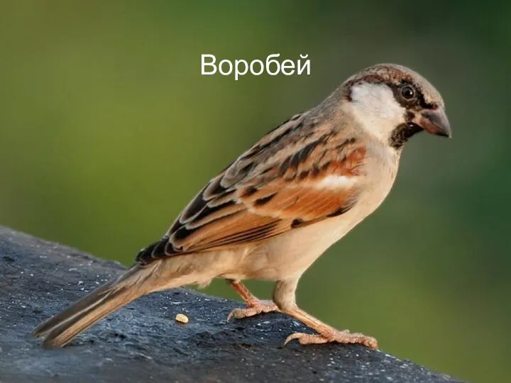 Воробей