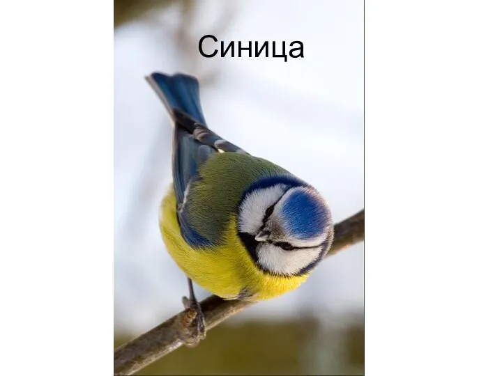 Синица