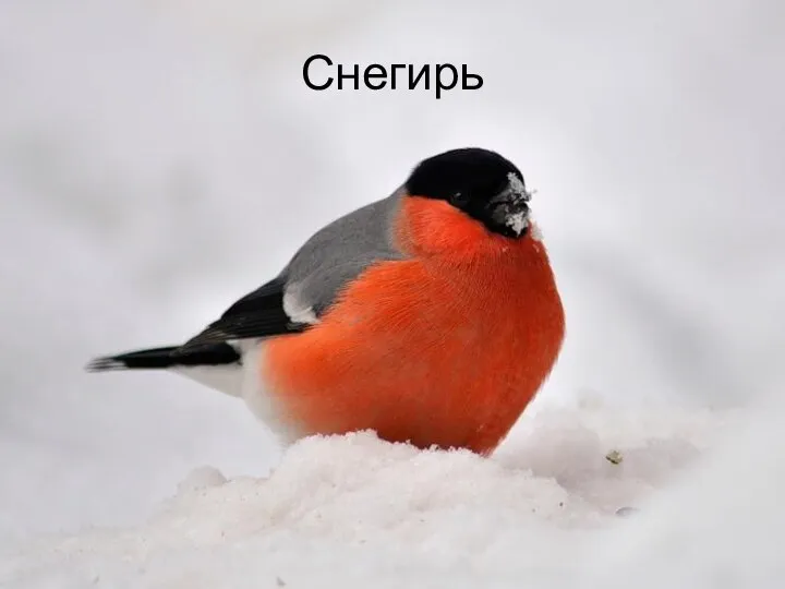 Снегирь