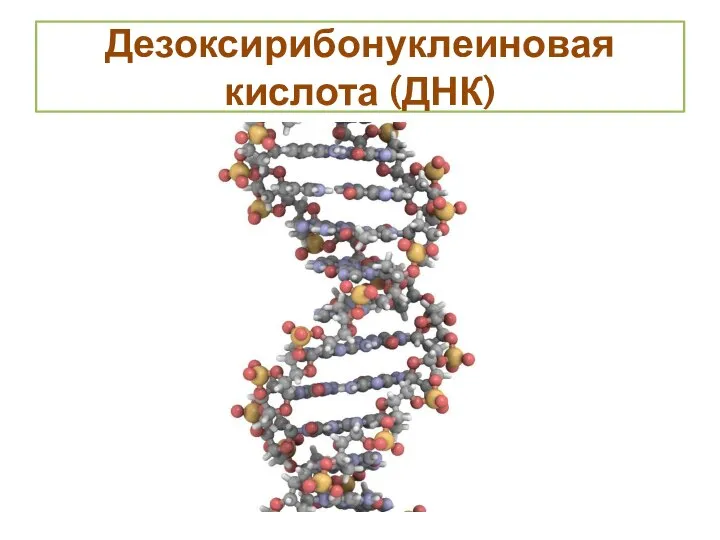 Дезоксирибонуклеиновая кислота (ДНК)