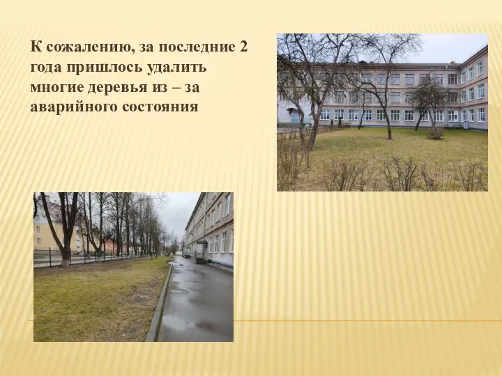 К сожалению, за последние 2 года пришлось удалить многие деревья из – за аварийного состояния