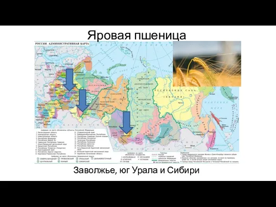 Яровая пшеница Заволжье, юг Урала и Сибири