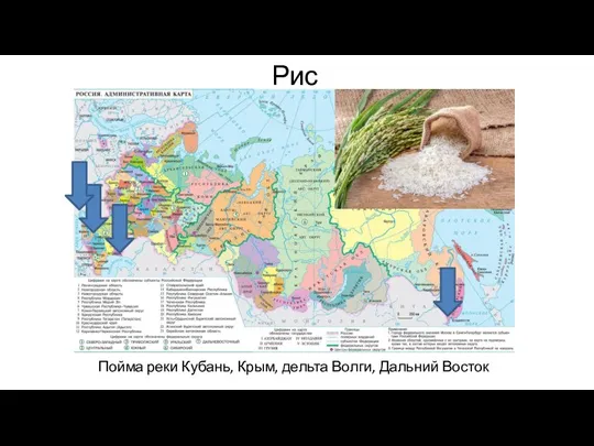 Рис Пойма реки Кубань, Крым, дельта Волги, Дальний Восток