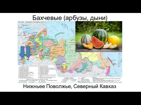 Бахчевые (арбузы, дыни) Нижньее Поволжье, Северный Кавказ