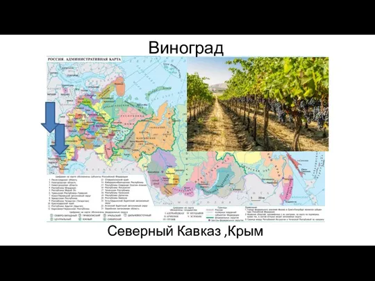 Виноград Северный Кавказ ,Крым