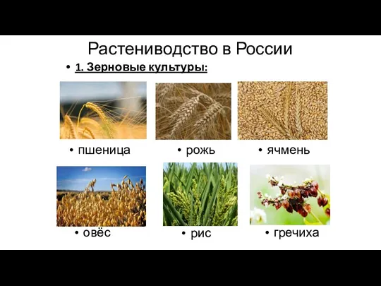 Растениводство в России 1. Зерновые культуры: пшеница рожь ячмень овёс рис гречиха