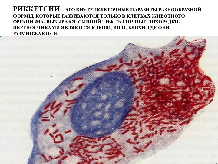 РИККЕТСИИ – ЭТО ВНУТРИКЛЕТОЧНЫЕ ПАРАЗИТЫ РАЗНООБРАЗНОЙ ФОРМЫ, КОТОРЫЕ РАЗВИВАЮТСЯ ТОЛЬКО В КЛЕТКАХ