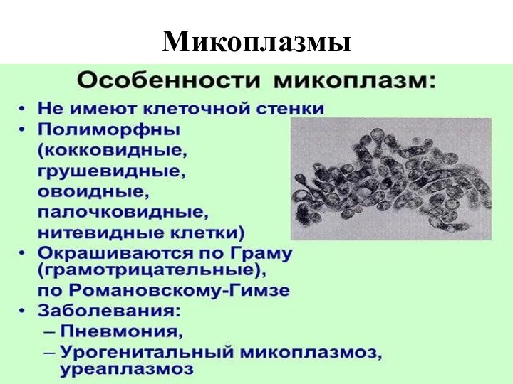 Микоплазмы