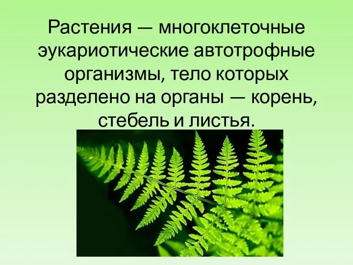 Растения — многоклеточные эукариотические автотрофные организмы, тело которых разделено на органы — корень, стебель и листья.