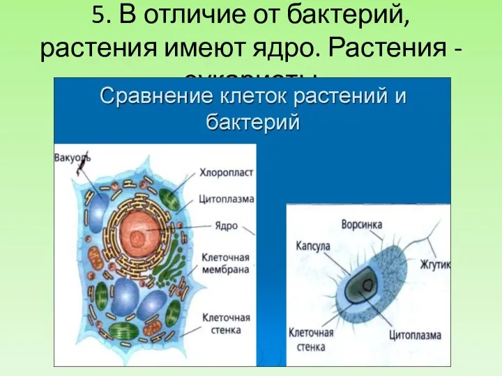 5. В отличие от бактерий, растения имеют ядро. Растения - эукариоты