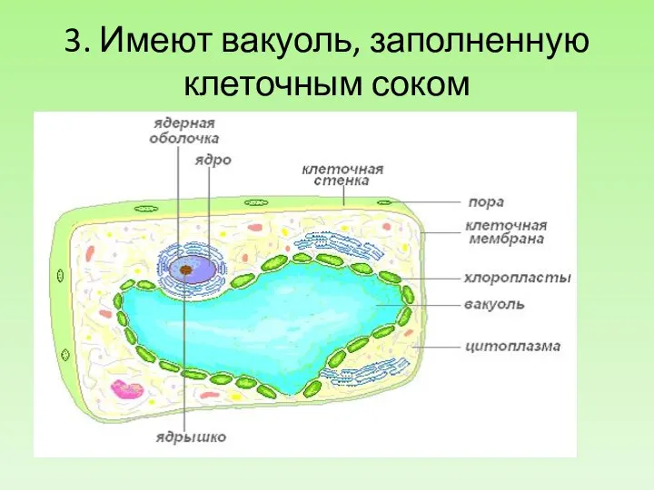 3. Имеют вакуоль, заполненную клеточным соком