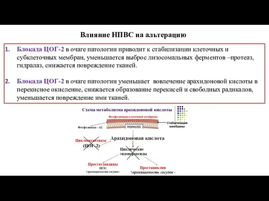 Влияние НПВС на альтерацию Блокада ЦОГ-2 в очаге патологии приводит к стабилизации