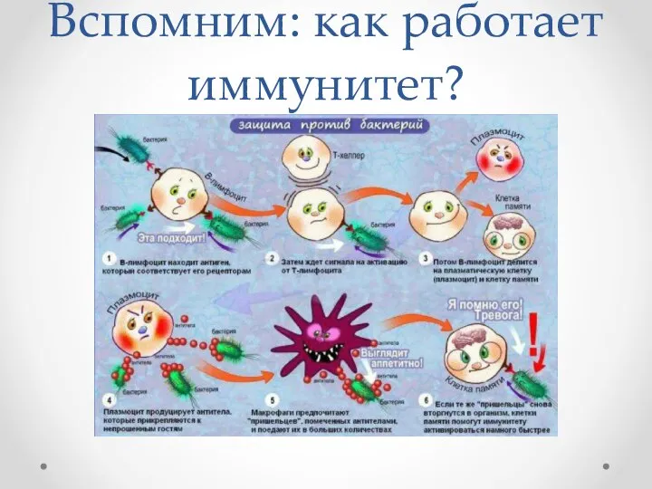 Вспомним: как работает иммунитет?