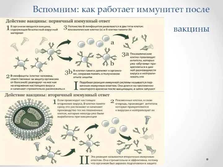 Вспомним: как работает иммунитет после вакцины