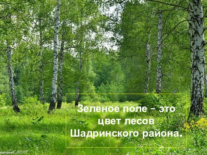 Зеленое поле – это цвет лесов Шадринского района.