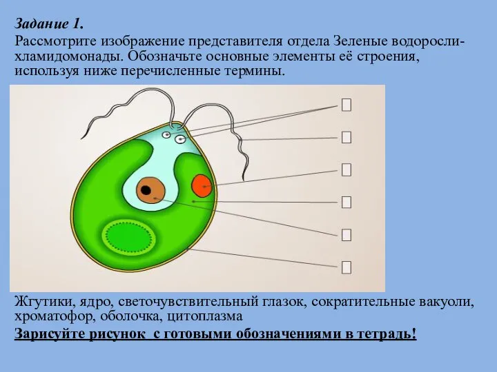 Задание 1. Рассмотрите изображение представителя отдела Зеленые водоросли-хламидомонады. Обозначьте основные элементы её