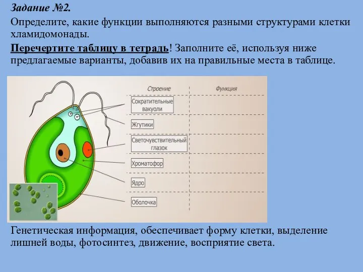 Задание №2. Определите, какие функции выполняются разными структурами клетки хламидомонады. Перечертите таблицу