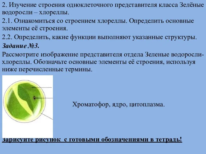 2. Изучение строения одноклеточного представителя класса Зелёные водоросли – хлореллы. 2.1. Ознакомиться