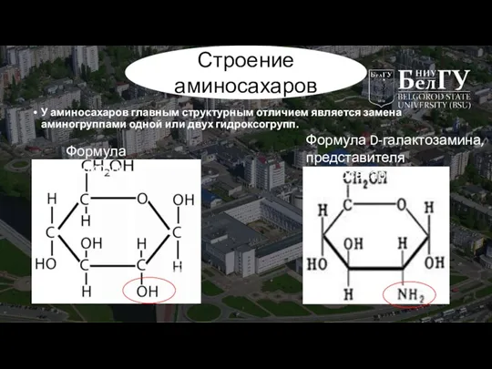 Строение аминосахаров У аминосахаров главным структурным отличием является замена аминогруппами одной или